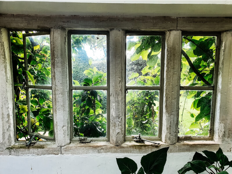 部屋の中と窓から見える植物の写真