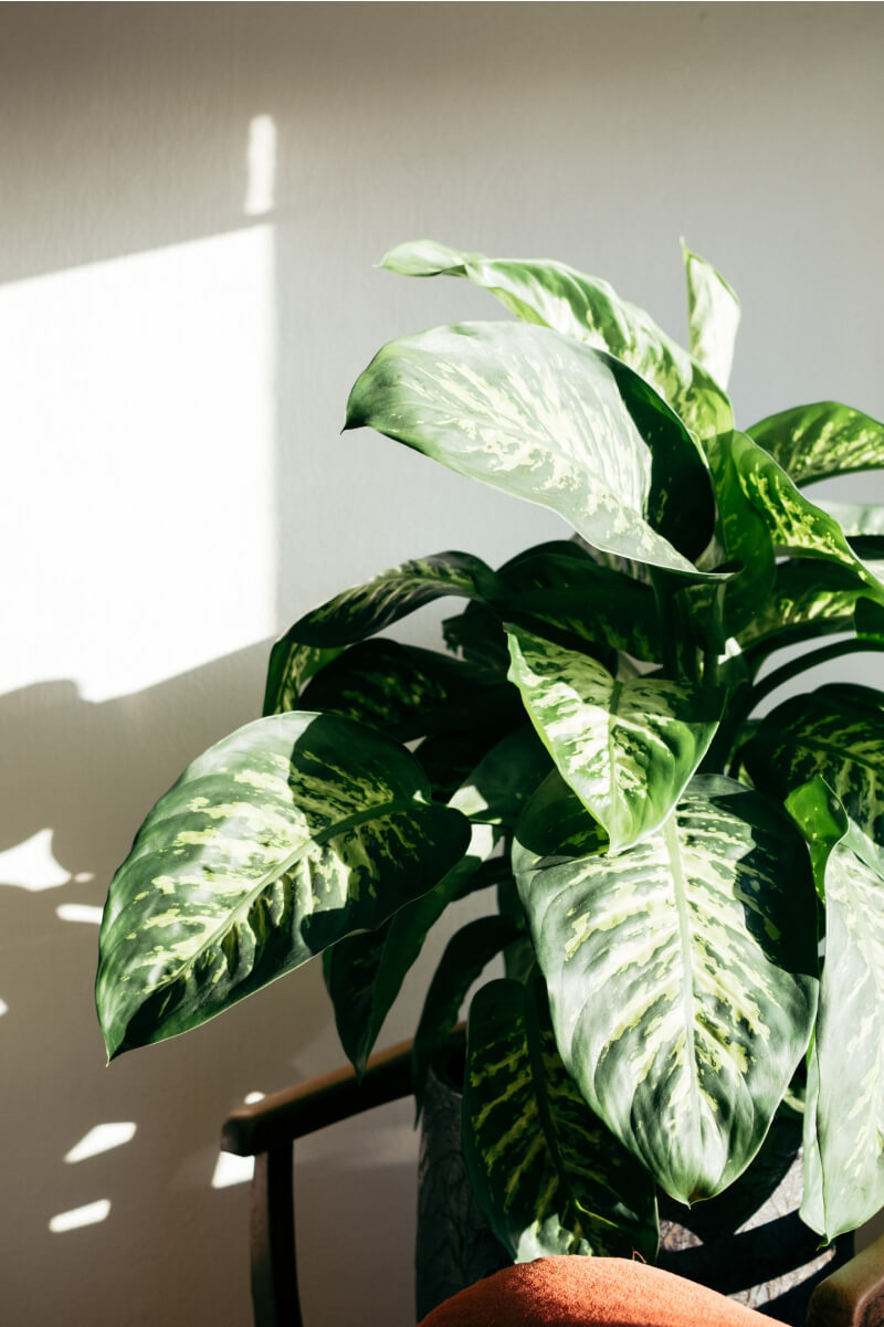 部屋の中に飾られた、大きな観葉植物の写真