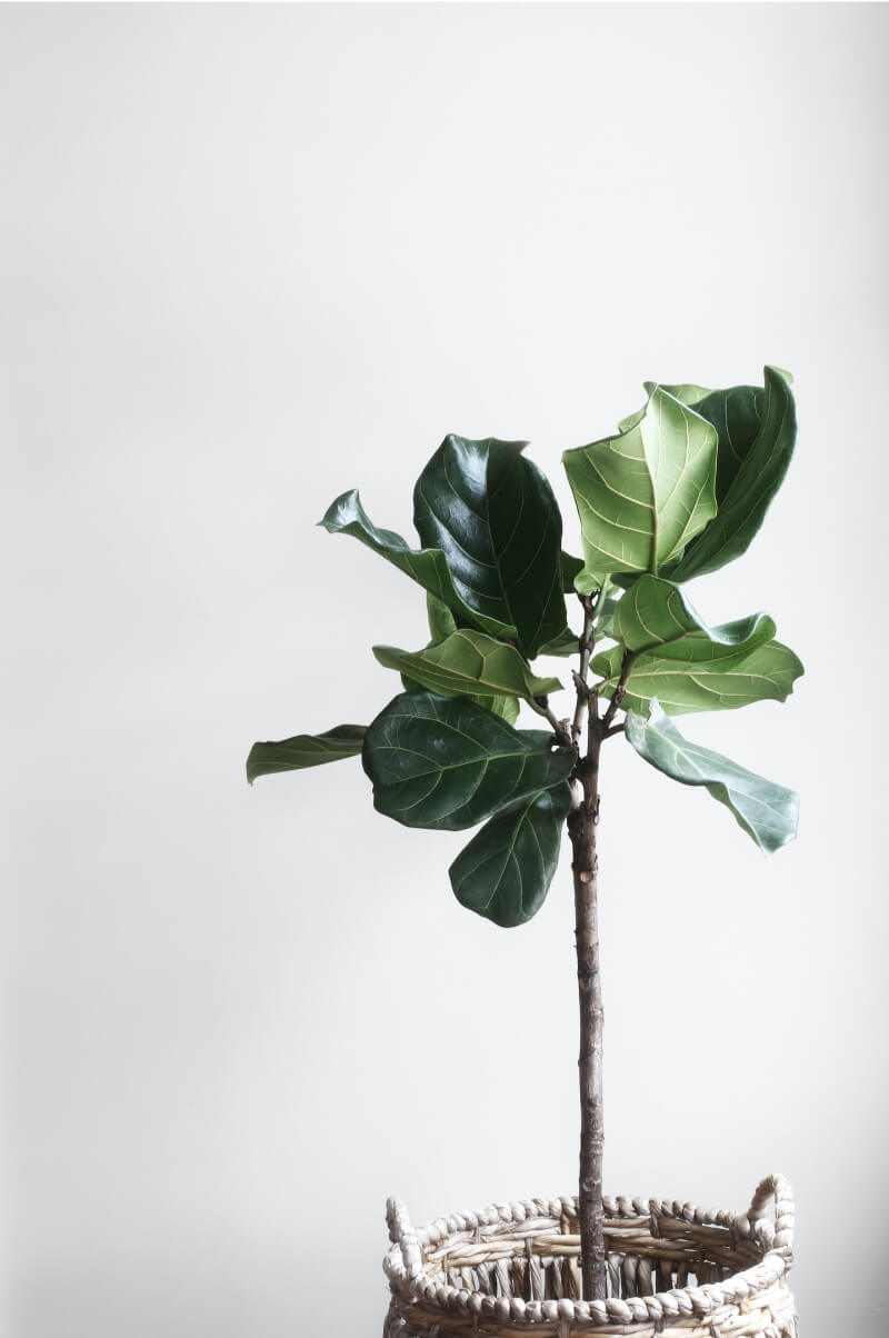 白い壁の部屋に飾られた観葉植物の写真