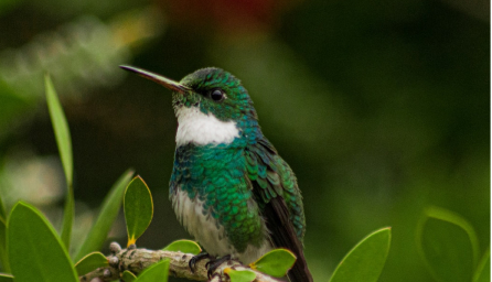 緑の鳥の写真