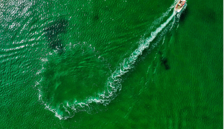 緑の海の写真